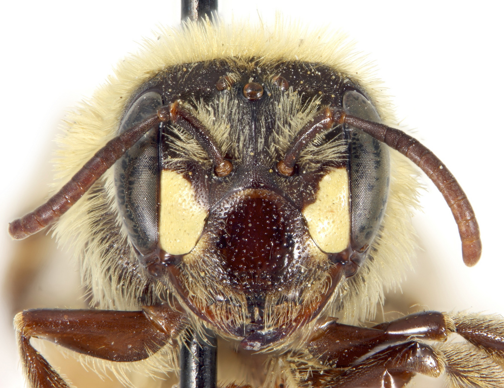 Andrena accepta